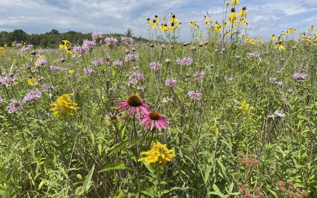 Keep It Covered! Conservation Reserve Program (CRP) Now Open for Applications