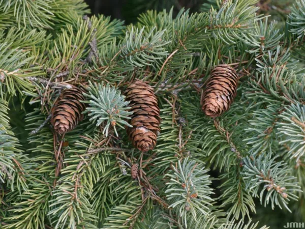 Black Hills Spruce