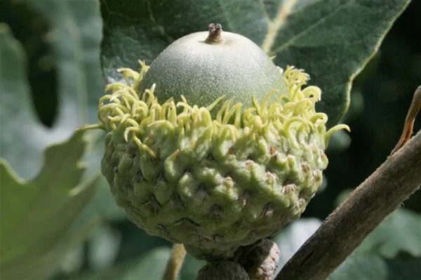 Bur Oak
