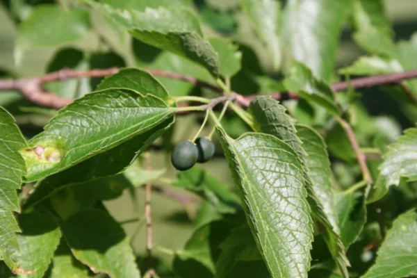 Hackberry